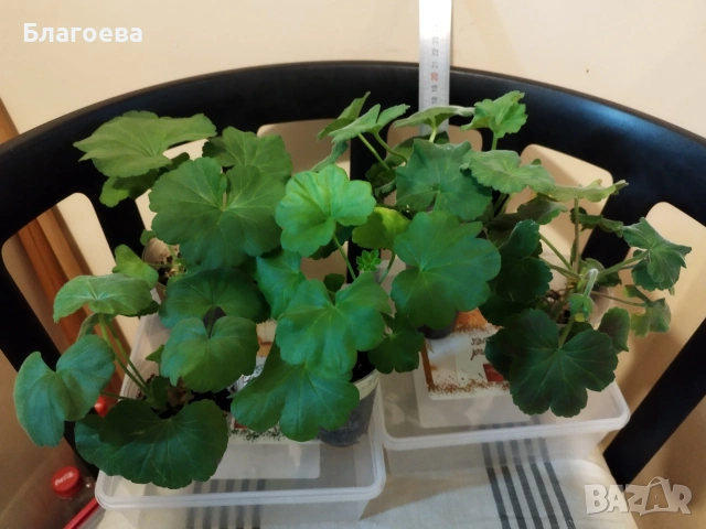 Комплект вкоренени резници Мушкато 5 бр - 5 цвята , снимка 5 - Стайни растения - 46905641