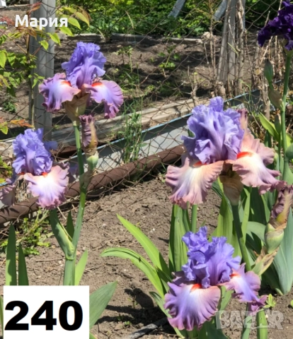 Сортови вискоки ириси /брадати ириси, снимка 12 - Градински цветя и растения - 51459299