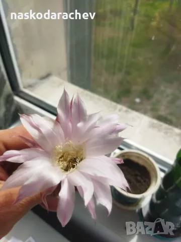 Кактус цъфтящ , снимка 9 - Стайни растения - 49928084