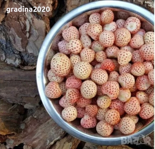 Бяла ягода - ананасова , снимка 8 - Стайни растения - 27205117