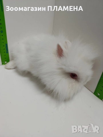 Мини зайчета , снимка 3 - Декоративни зайчета - 52481352