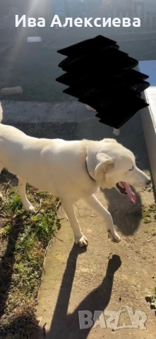 Търси си дом!, снимка 3 - Лабрадор ретривър - 52688270