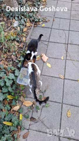 Търсим дом,  на мама Котана и бебе Топчо 