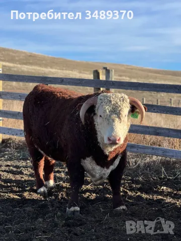 Търся съмишленици,съкооператори,акционери,инвеститори за създаване на промишлена ферма , снимка 6 - Продажба или споделяне на готов бизнес - 49588048