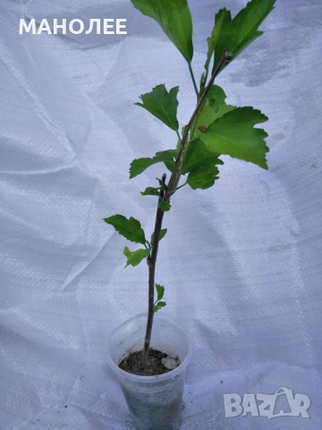 🪷🌼💐🪻Дървовидна ружа🌼🪻💐, снимка 4 - Градински цветя и растения - 53439199