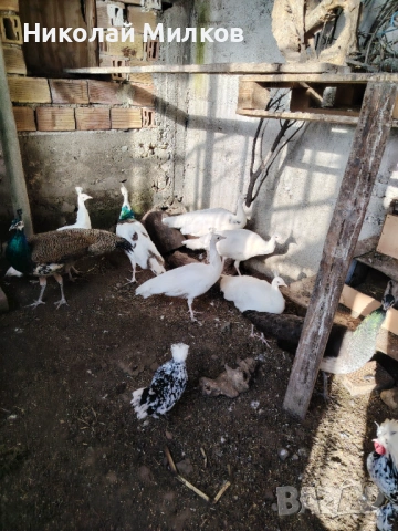 Пауни, снимка 3 - други­ - 52771257