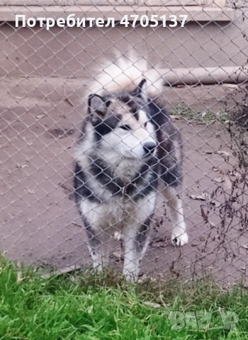 Прекрасен малък Аляски маламут търси своето семейство., снимка 12 - Хъски - 53056210