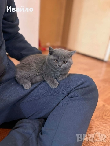 Късокосмести Британчета