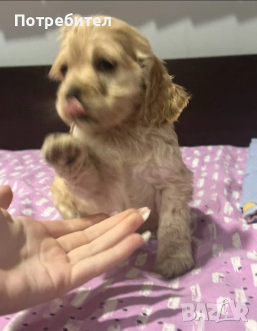 Американски кокер шпаньол , снимка 2 - Кокер шпаньол - 53605314