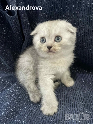 🐾 Шотландска клепоуха (Scottish Fold) – сребърна чинчила 🐾