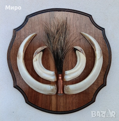 Зъби от диво прасе.Трофей.
