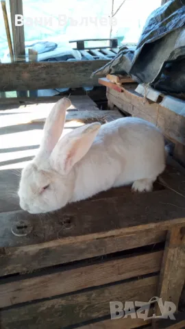 Продавам зайци заклани или живи