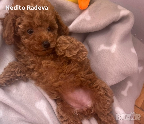 Той-teacup пудел , снимка 9 - Търси партньор - 52806986