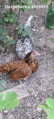 продавам ярки и петли зибрайт, снимка 9 - Кокошки и пуйки - 50129003