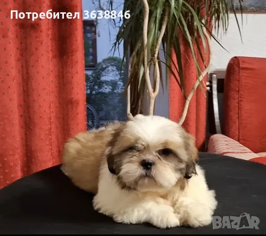 Ши Тцу, снимка 1