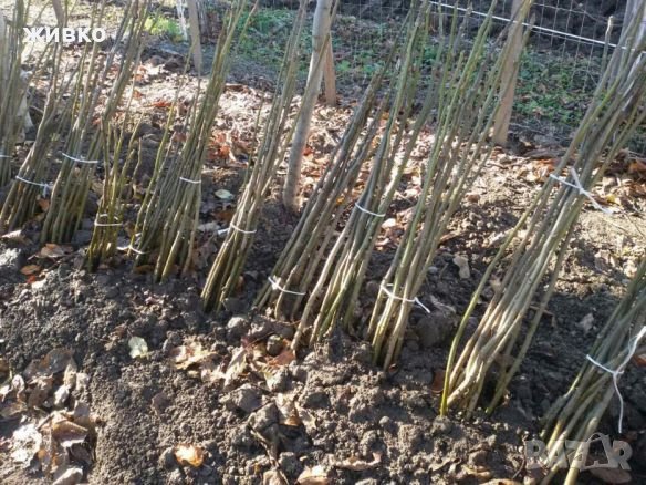  орехови фиданки  3,4лв , снимка 3 - Сортови семена и луковици - 23288433