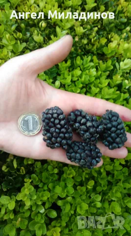 къпина без бодли