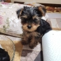 Йоркширски териер. Йорки., снимка 4