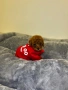 Мини Пудел Момче Червен /Mini Red Poodle, снимка 1
