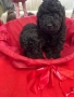 Мини пуделчета, снимка 3