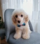 Той пудел/Toy poodle , снимка 2