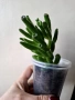 Красула, crassula ovata hobbit, снимка 1