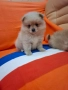 Померан померанчета Гр. София, снимка 10