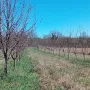 Овощни градини био- сливи до Правец, снимка 9