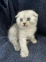 🐾 Шотландска клепоуха (Scottish Fold) – сребърна чинчила 🐾, снимка 1