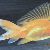 пано златни рибки принт на стъкло , снимка 4 - Пана - 32368518