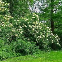 Фиданки Черен дървовиден бъз, Свирчовина (Sambucus nigra), снимка 3 - Сортови семена и луковици - 27326598