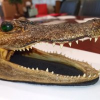 Автентична глава алигатор/крокодил, снимка 7 - Други - 28720246