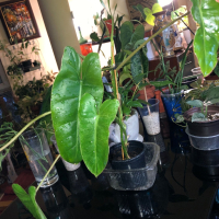 Philodendron Paraiso Verde , снимка 1 - Стайни растения - 44914725