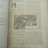 Списание Природа,1896г,печати, снимка 8 - Антикварни и старинни предмети - 37780277