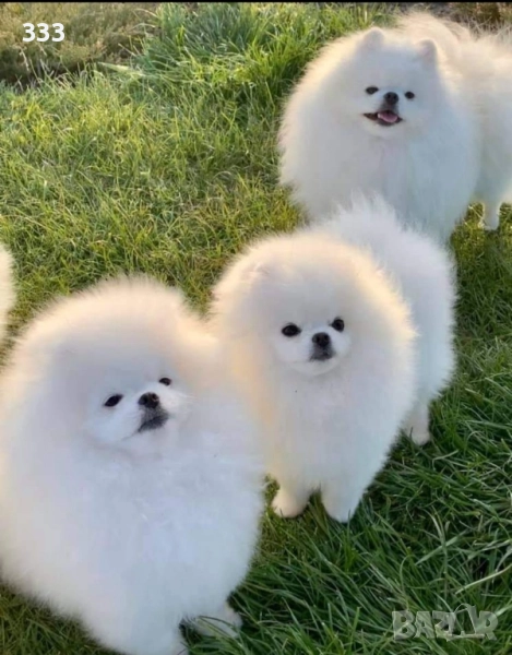 Купувам Померани , снимка 1