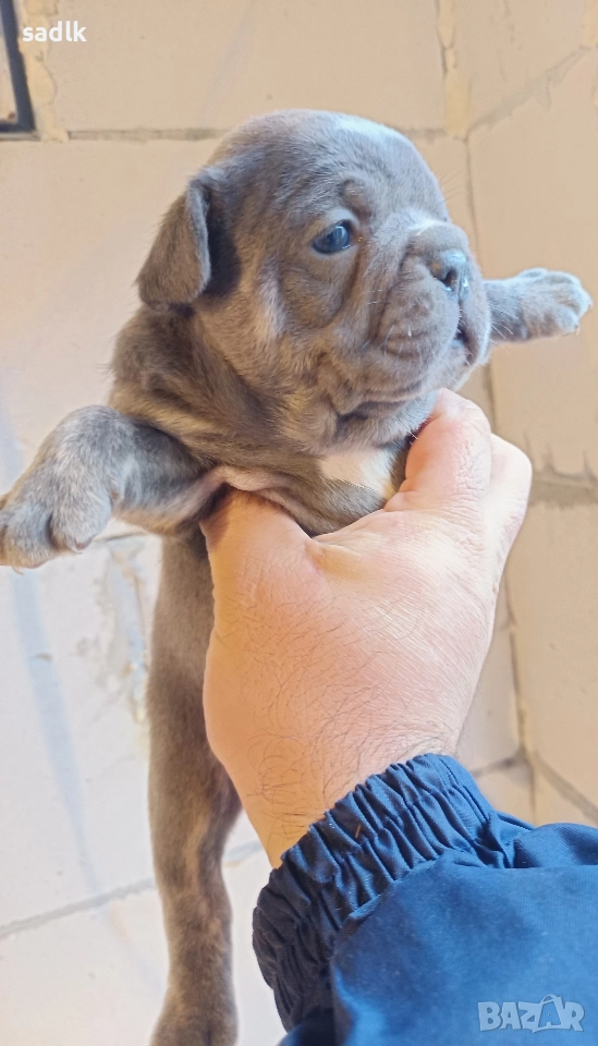 Елитни френски булдочета, снимка 1