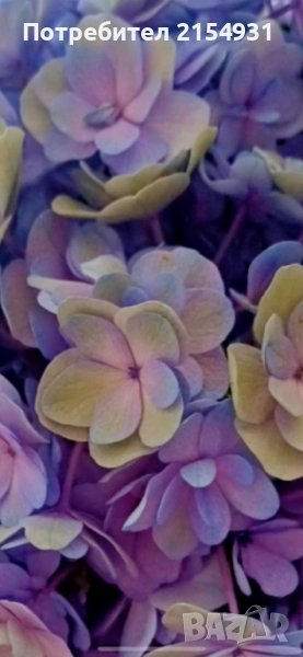 Сукуленти / Дебелец / Алпийска роза, снимка 1