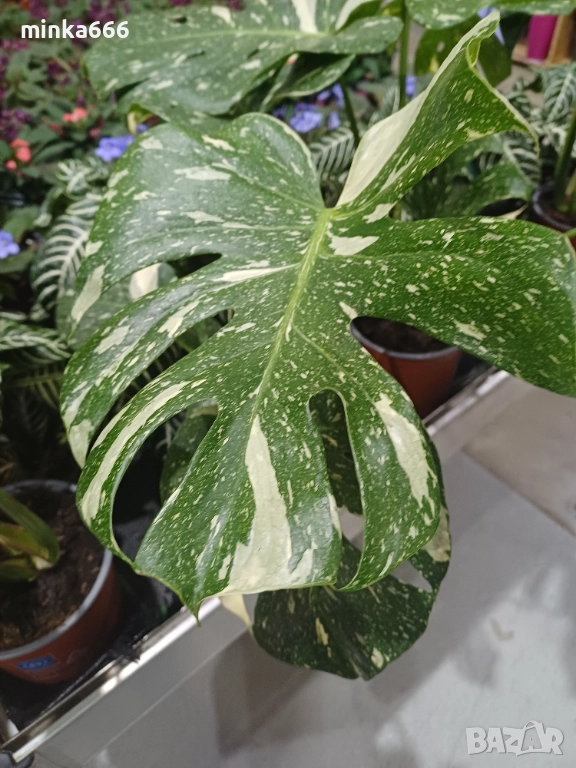 Thoi монстера, снимка 1