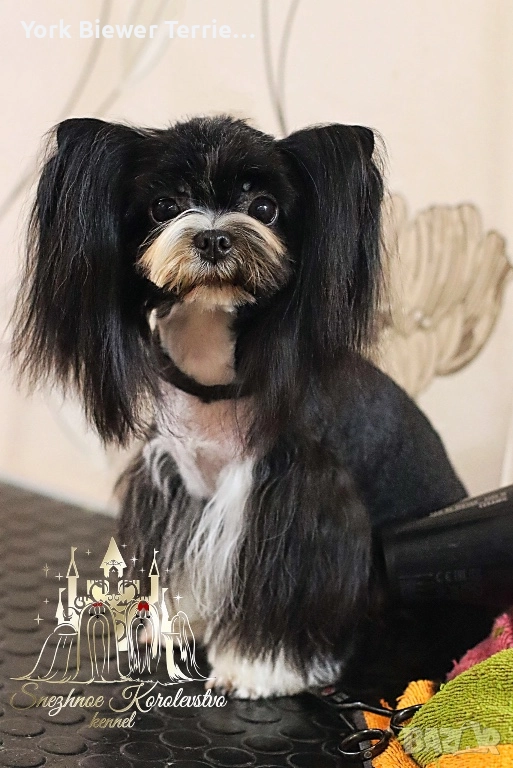 Йоркширскитериер! Страхотна мини момиче! Кастрирана, снимка 1