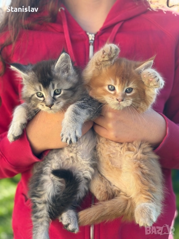 Котенца Мейн Куун, снимка 1