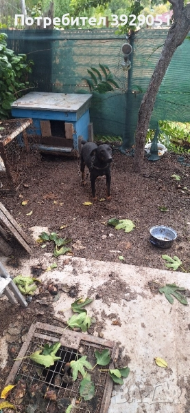 Продавам ягдтериер , снимка 1