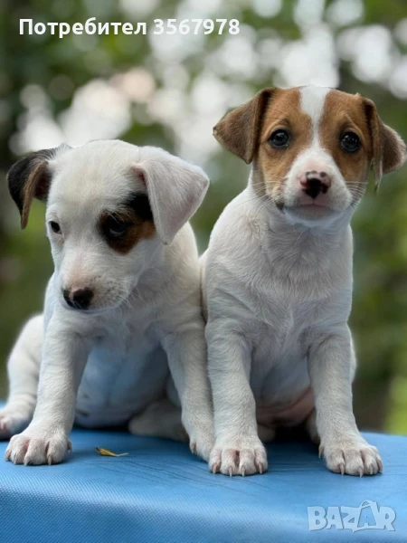 Джак Ръсел Териер , снимка 1