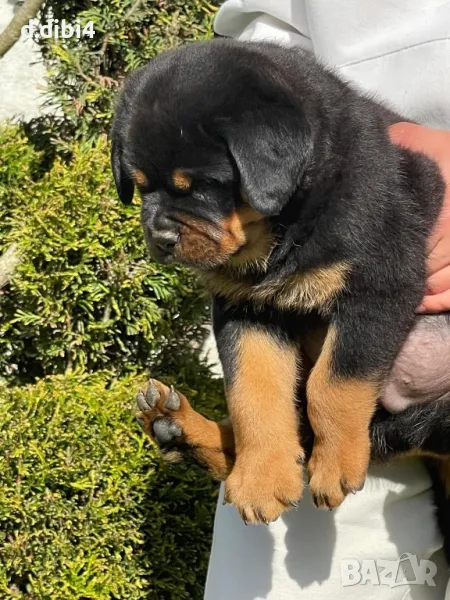 Ротвайлери , снимка 1