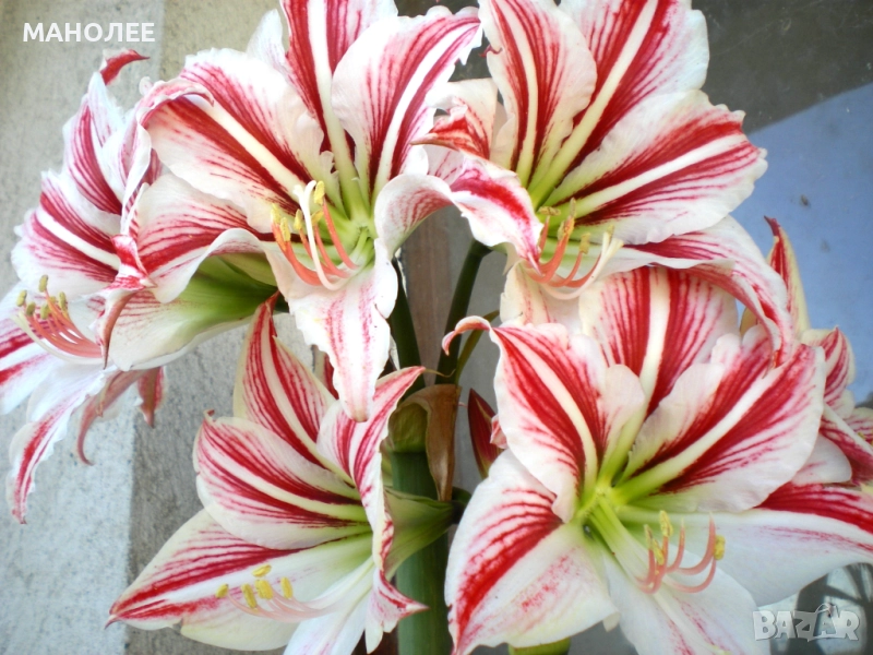 Хипеаструм-2цвята, снимка 1