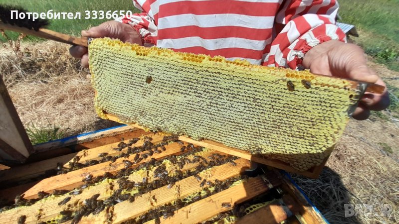 Пчелен мед , снимка 1