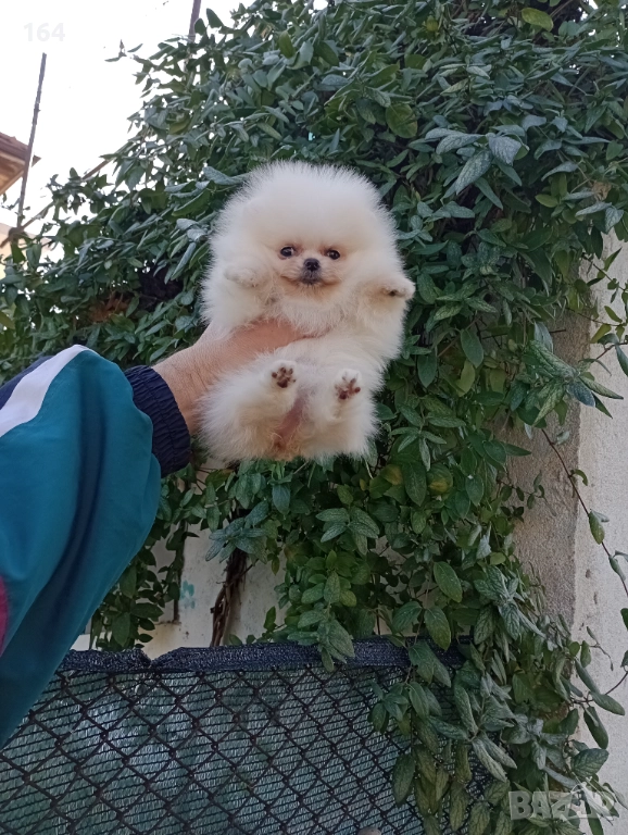 Померан. Миниатюрно мини миньонче. Реални снимки!, снимка 1