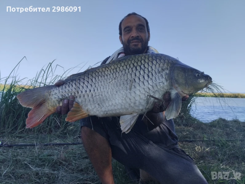 Голям шаран , снимка 1