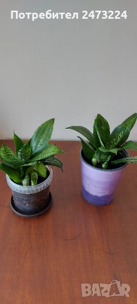 Сансевиери различни и спатифилум , снимка 1