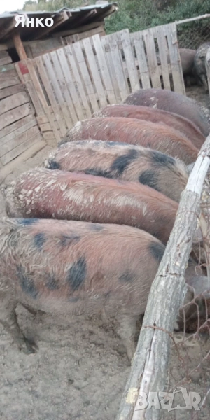 Прасета около 100кг, снимка 1