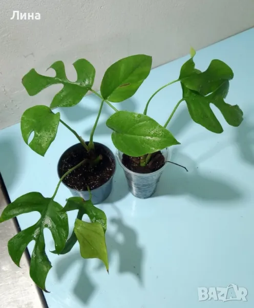 Рафидофора тетрасперма(Rhaphidophora tetrasperma) , снимка 1